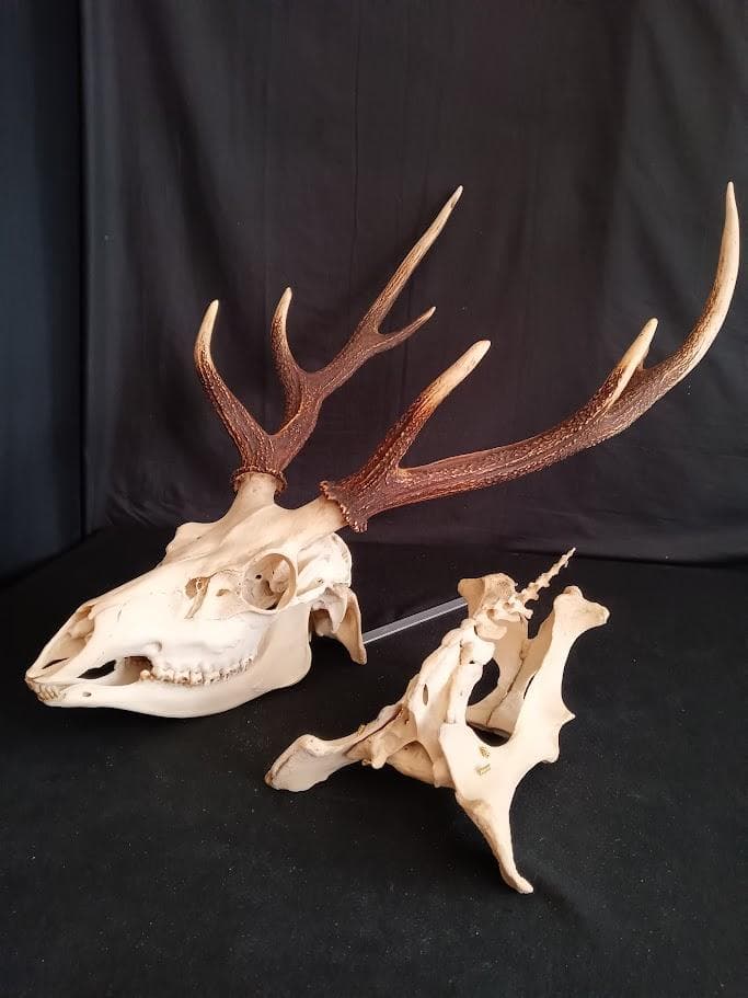 桜龍標本　ニホンジカ　オス　５６Kg　角付き頭骨＋寛骨