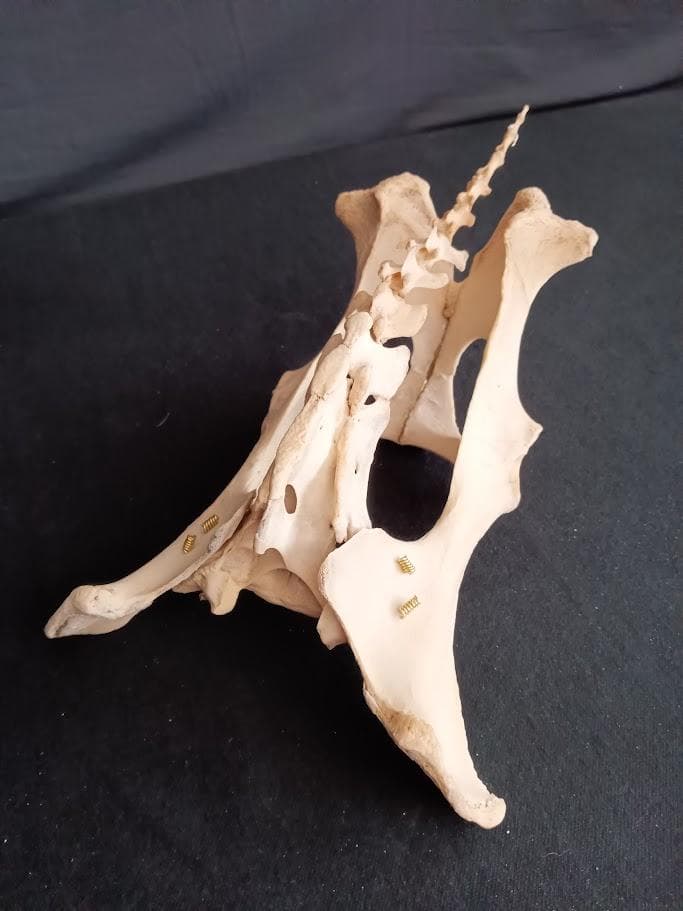 桜龍標本　ニホンジカ　オス　５６Kg　角付き頭骨＋寛骨