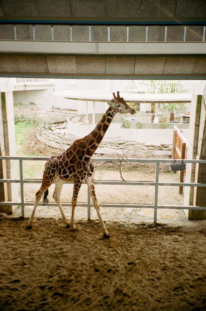 【動作OK 作例あり】Olympus μ Zoom 105 フィルムカメラ