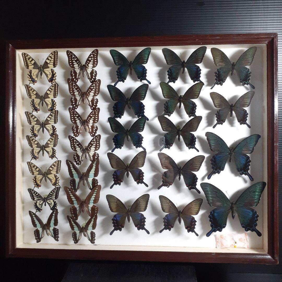 蝶標本　アゲハチョウ類8種47頭、大型ドイツ標本箱２箱入りセット