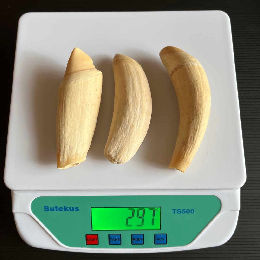 鯨歯3本セット