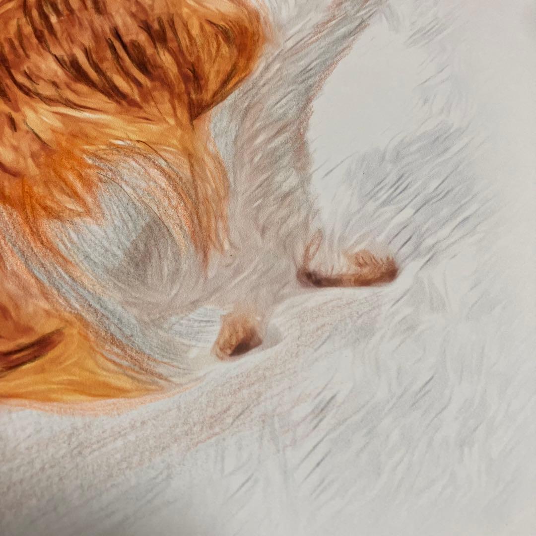 【コーイケルホンデュエ成犬】額装品　額縁寸法32.7㎝×24.0㎝×1.5㎝