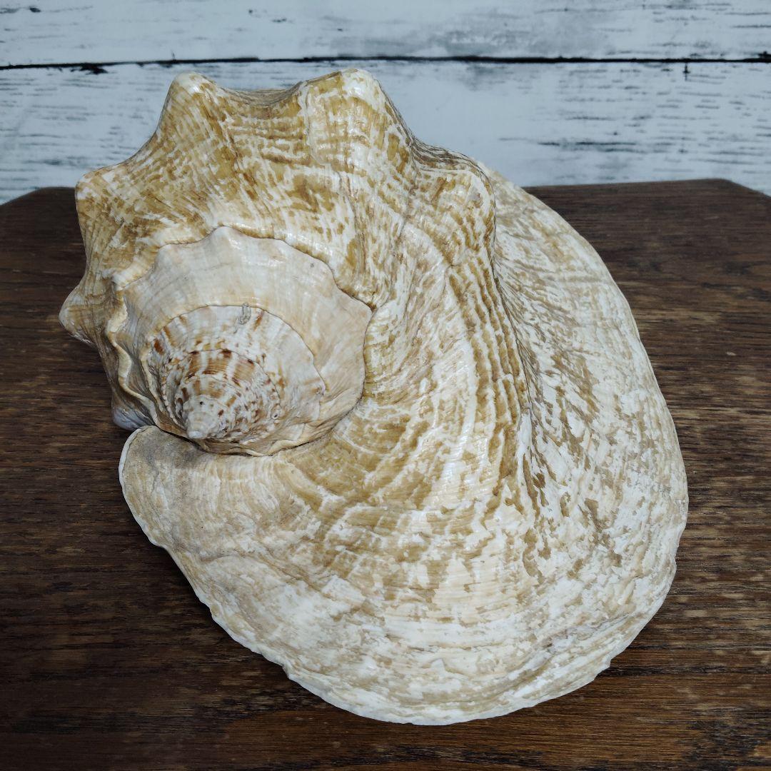 【希少・大型29cm】ブラジル産 ホラガイ 貝殻 天然石 インテリア 標本