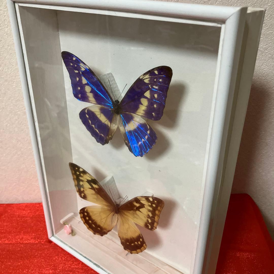 （稀）美麗キプリスモルフォペアー