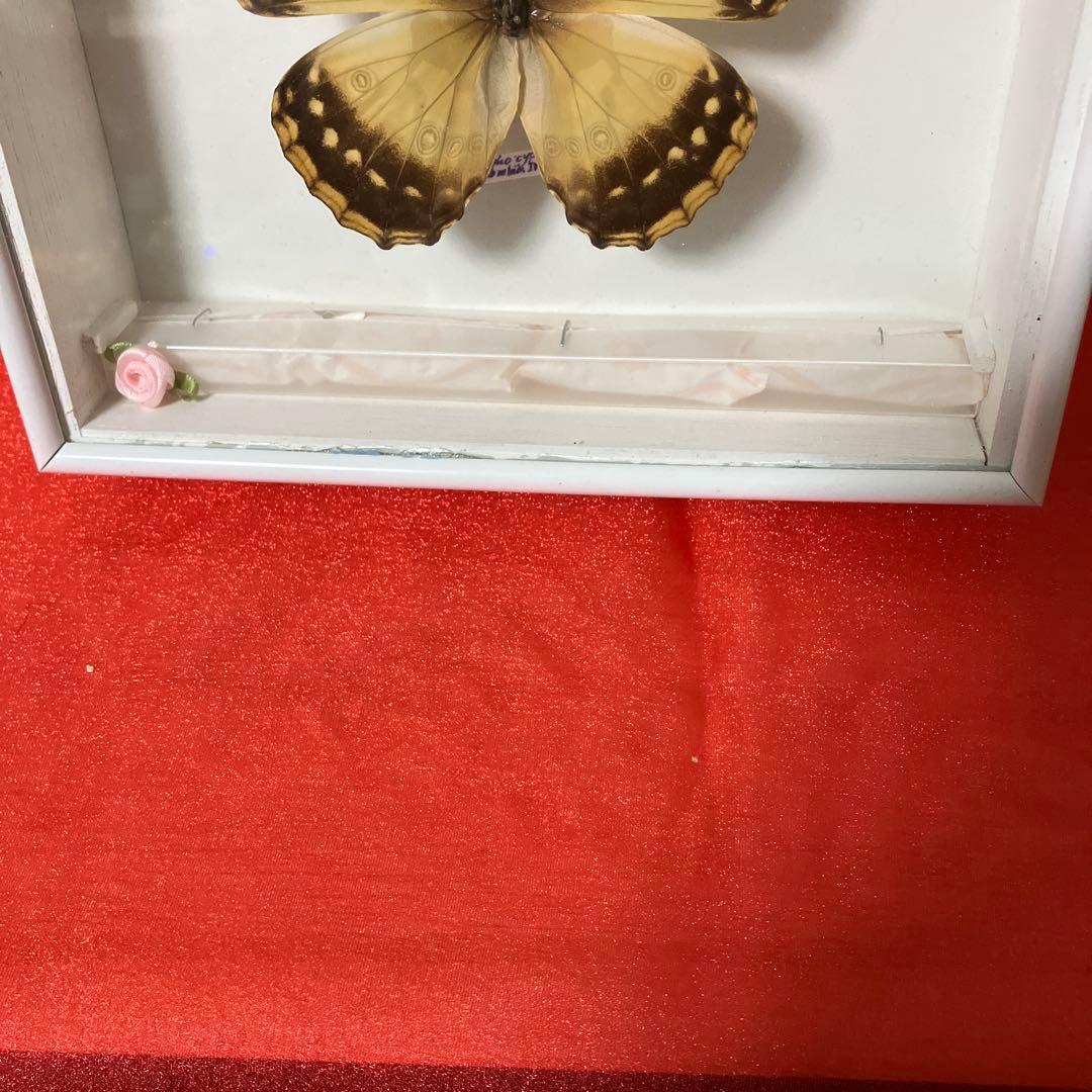 （稀）美麗キプリスモルフォペアー