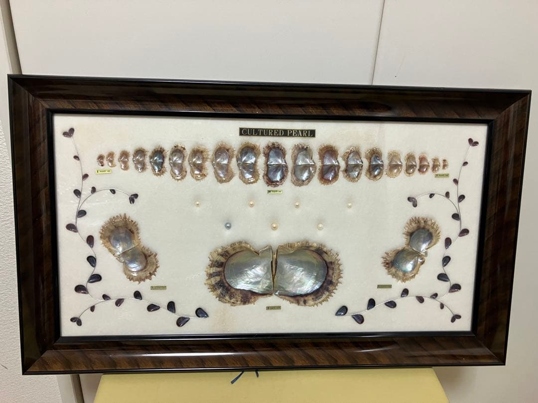養殖真珠 標本 アートフレーム　成長順　額入り コレクション　パール7粒入り