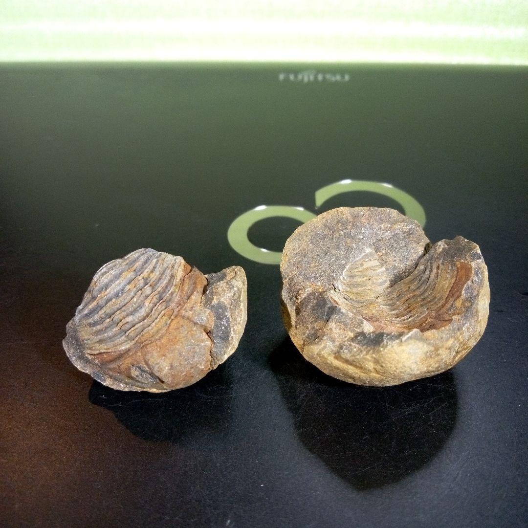 三葉虫　化石　fossil　海　ボリビア産　trilobite　ボリビア化石郡②