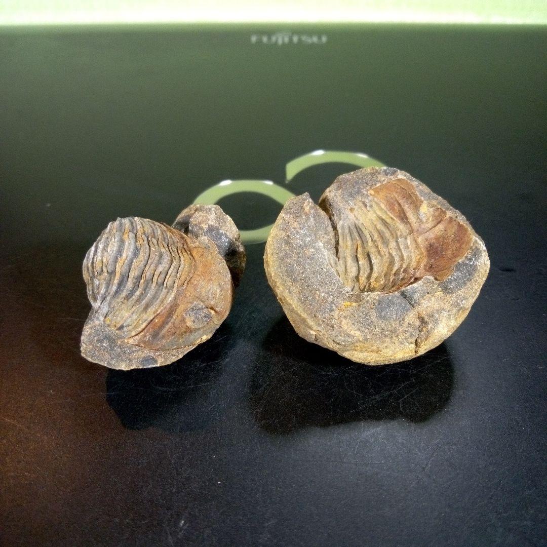 三葉虫　化石　fossil　海　ボリビア産　trilobite　ボリビア化石郡②