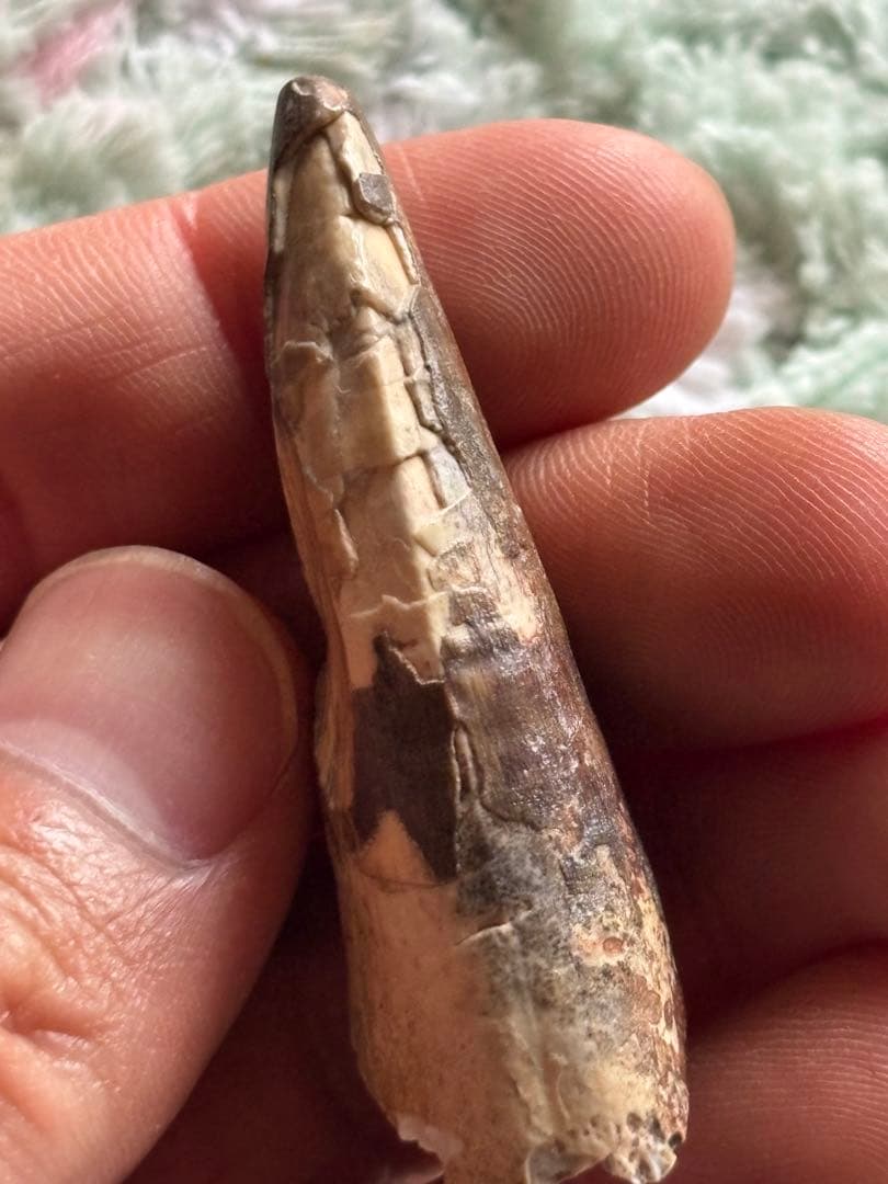 5.6cm 古代の巨大ワニ　サルコスクス　歯　化石