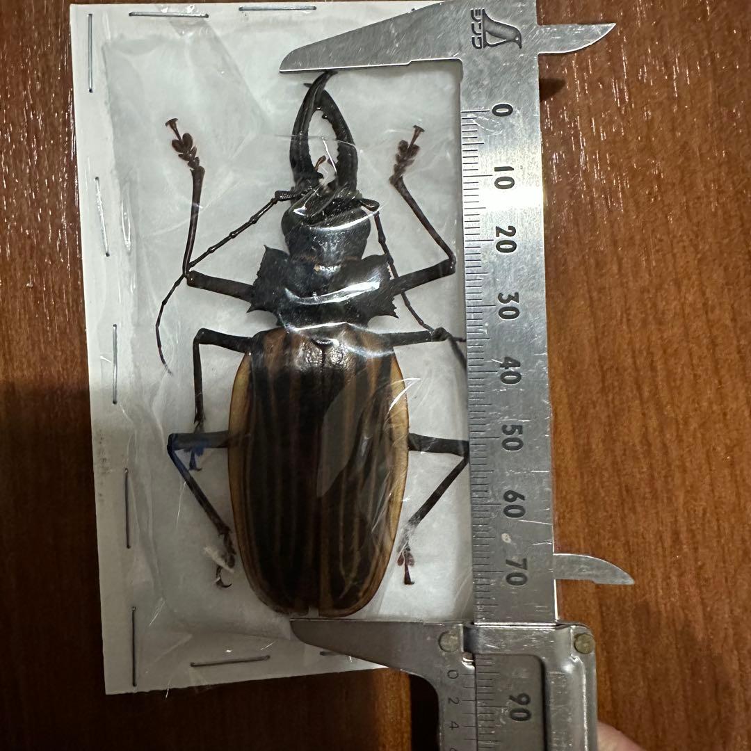 カストロオオキバウスバカミキリ　85mm