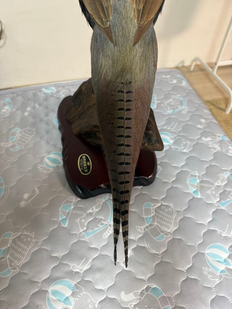 キジ剥製(西岡剥製工房)