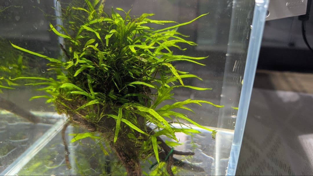 ミクロソリウムトライデントリーフ60葉以上が自然活着した2本組のブランチ流木