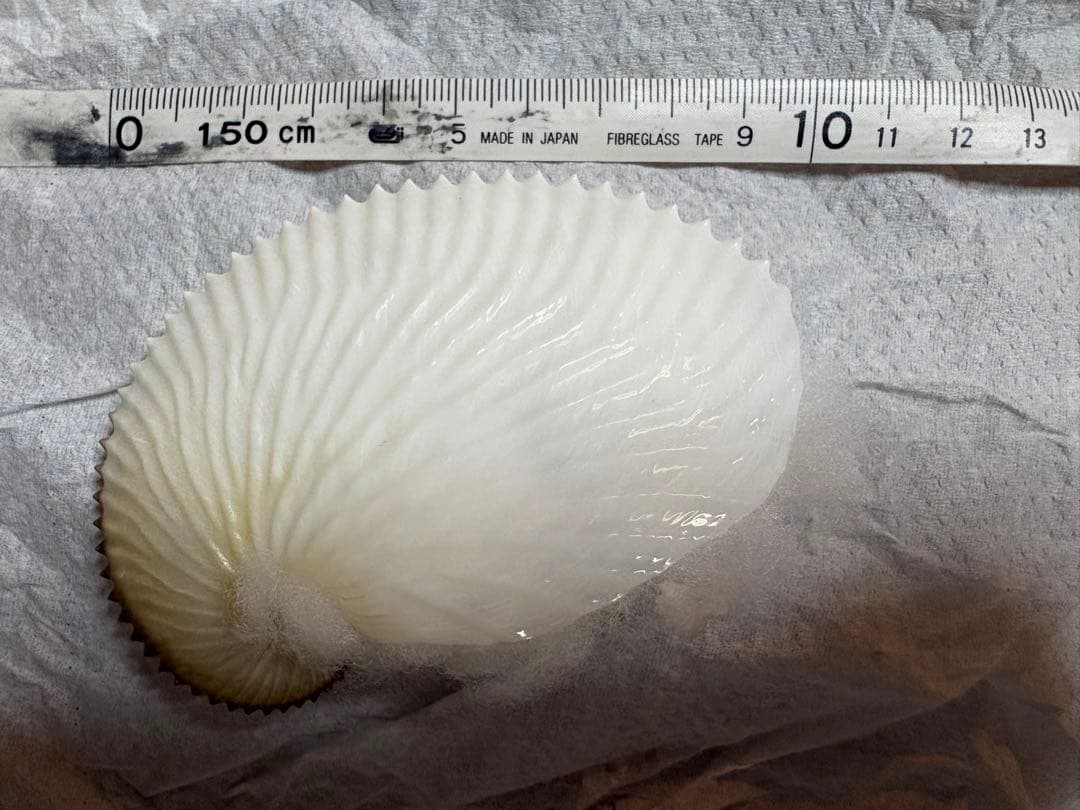 アオイガイ　8個セット