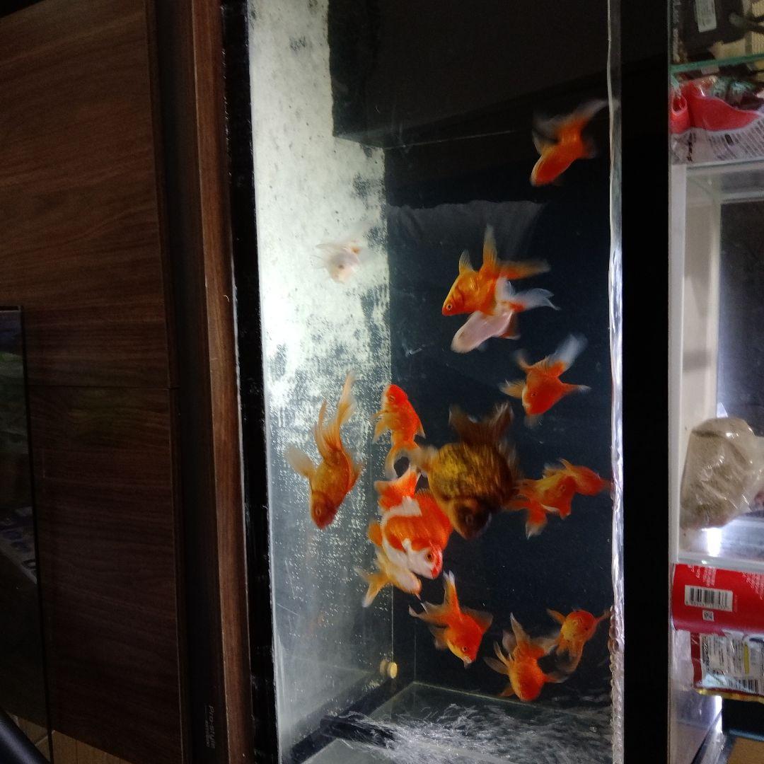 アクリル水槽 大きい 金魚用９０x４５x４５オーバフロー生体付きません