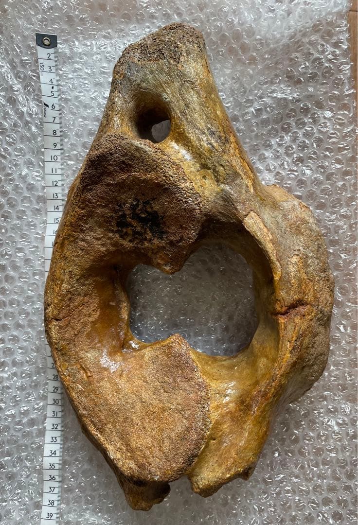 【期間限定セール】マンモスの環椎　化石　特大