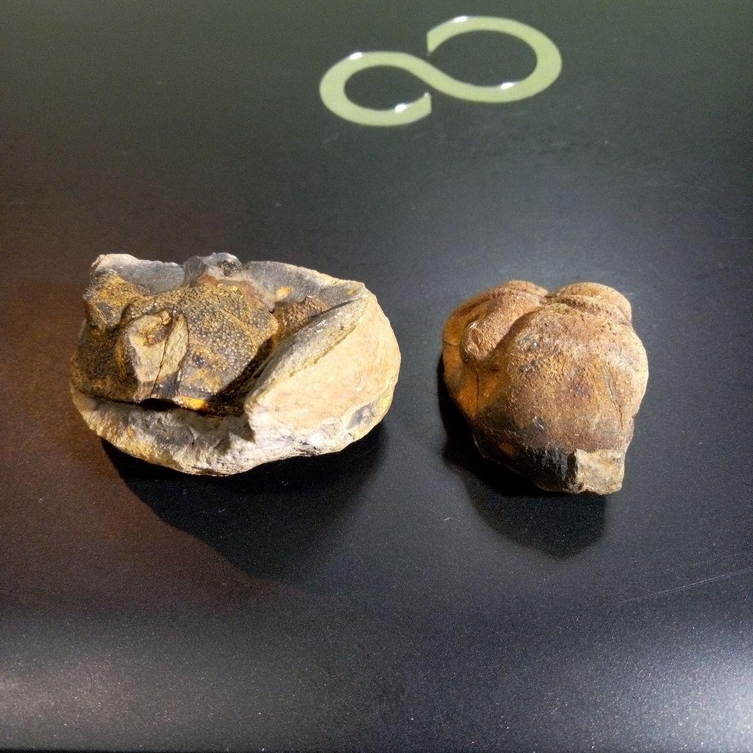 三葉虫　化石　fossil　ボリビア産　レア　Fossil判別⑩　２個セット