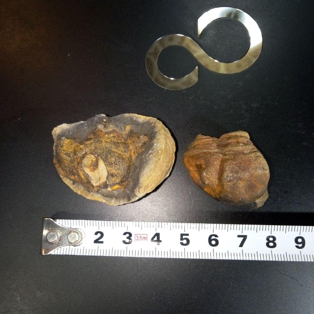三葉虫　化石　fossil　ボリビア産　レア　Fossil判別⑩　２個セット