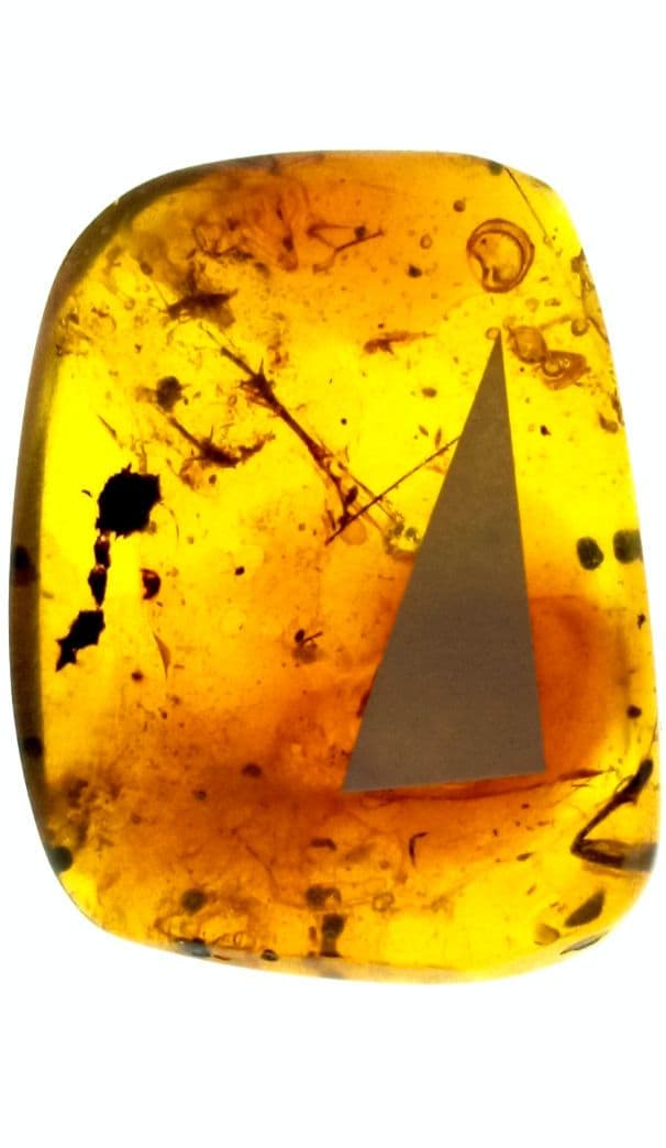 虫入り琥珀　可動水泡大1　化石　ミャンマー　カムティかタナイ産　9900万年前