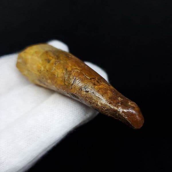 美品 スピノサウルス 本物 モロッコ産 61.52mm ケース付き sp363