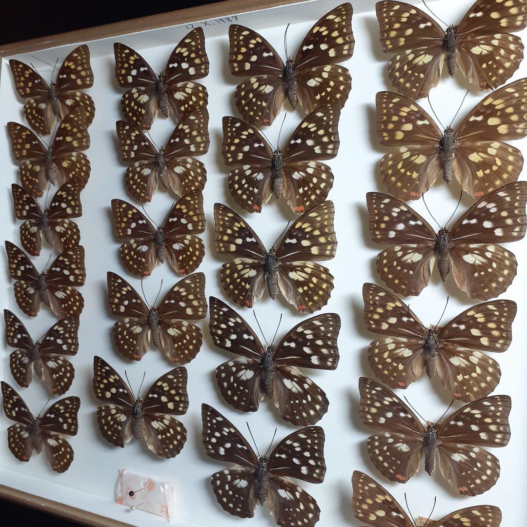 蝶標本　オオムラサキ　♂️♀60頭。大型ドイツ標本箱二箱入りセット