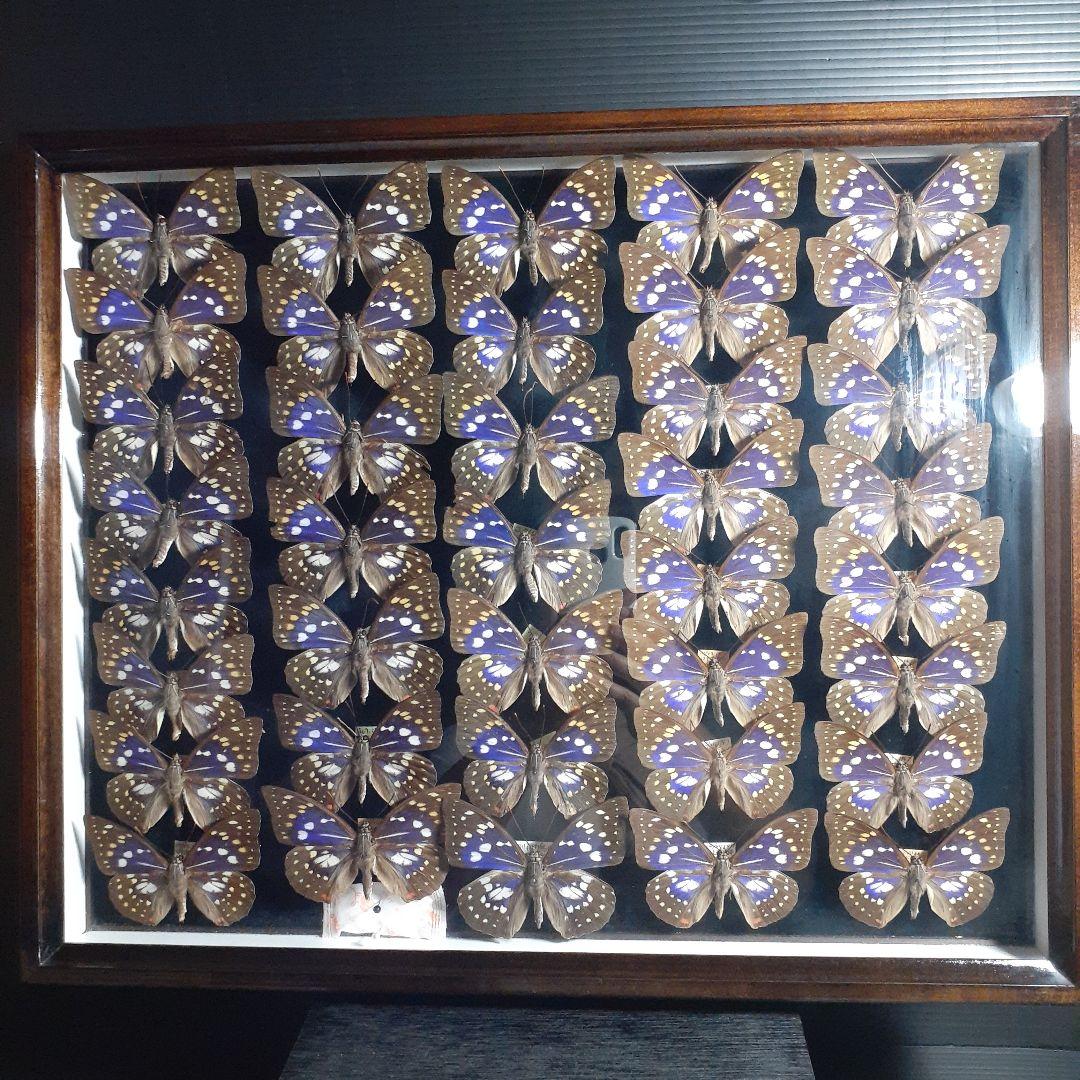 蝶標本　オオムラサキ　♂️♀60頭。大型ドイツ標本箱二箱入りセット