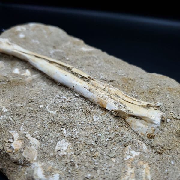 希少 アルシオーネ 骨 化石 本物 モロッコ産 188.43mm yk4