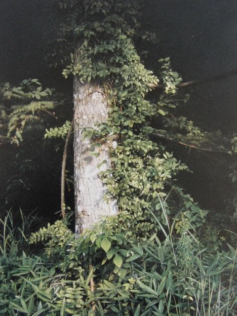 五味文彦、木霊の囁き、希少な画集より、新品高級額・額装付、状態良好