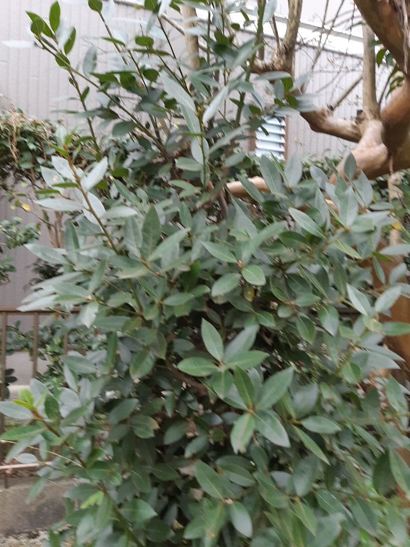 未使用　裏千家の丸棚　福井河田塗　組み立て式ではない