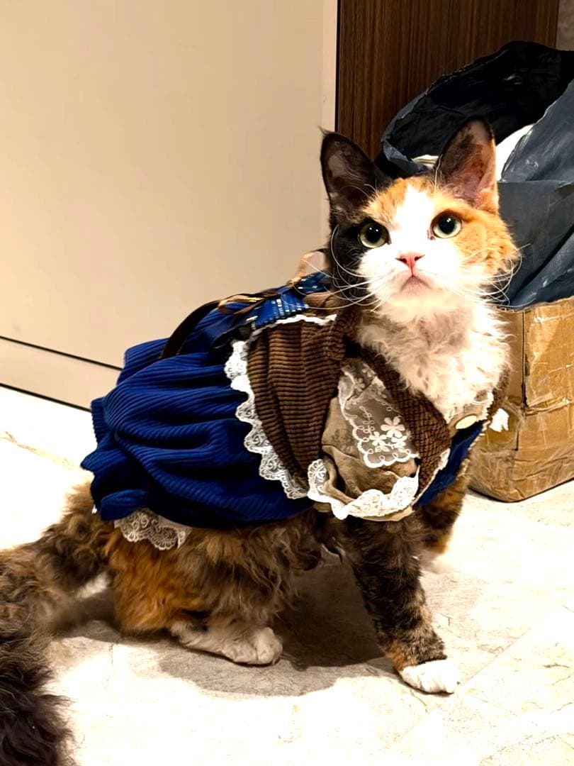 BITEONE 猫服 ドレススタイル 青茶色　綿100%