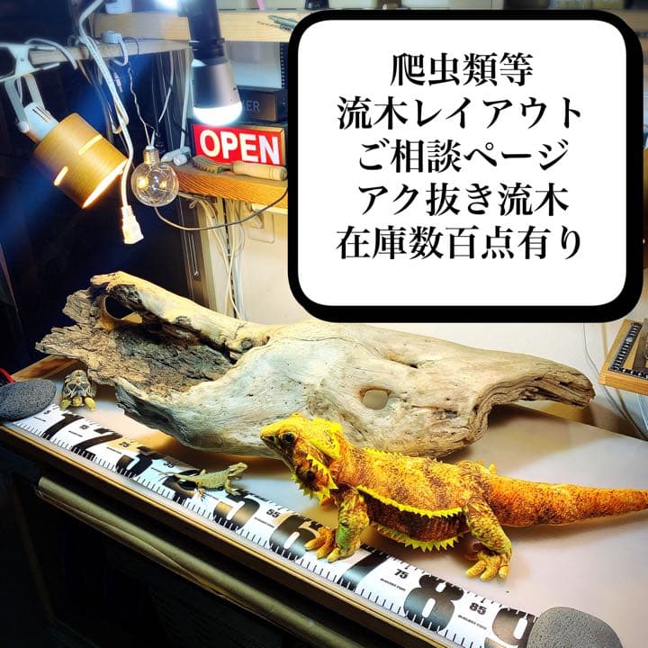 爬虫類等　流木レイアウトご相談ページ