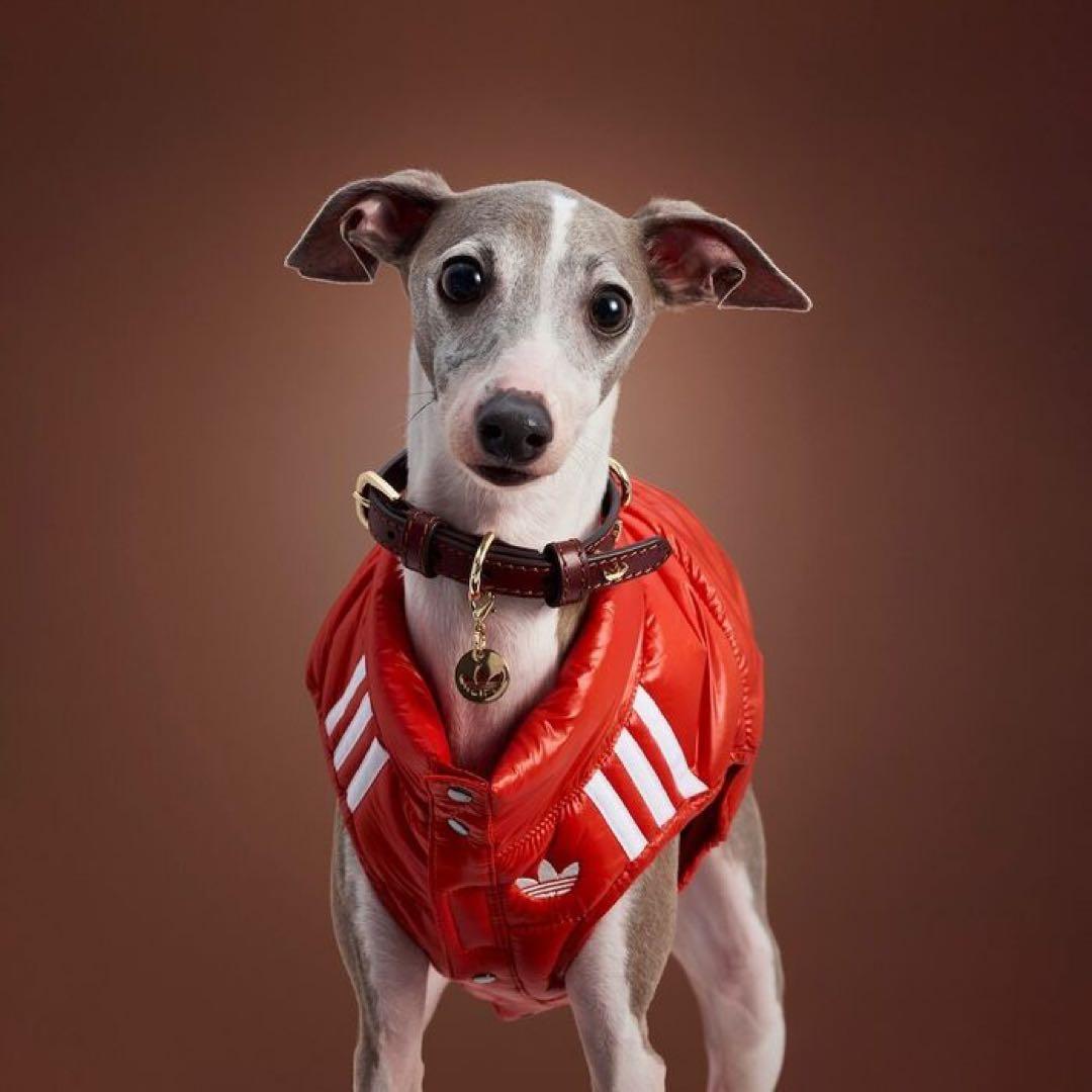 新品 アディダス 犬 猫 ペット adidas pet vest dog cat