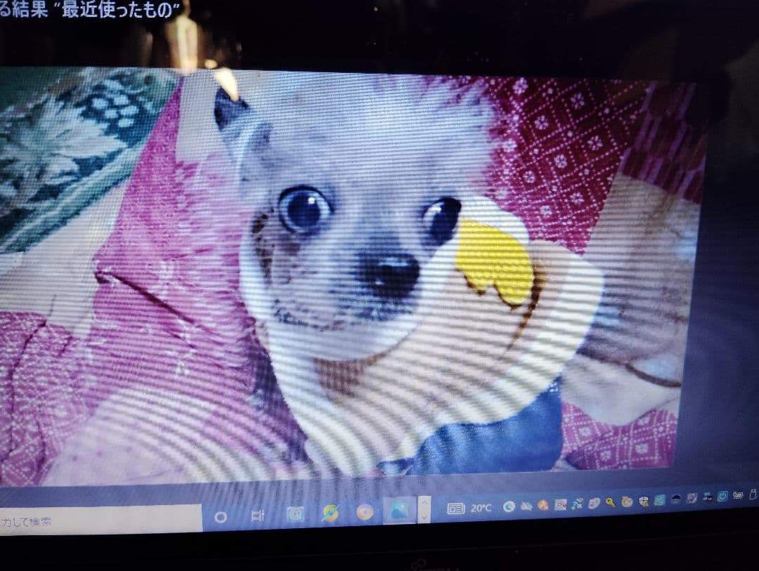 フリル付き白い服のチワワ