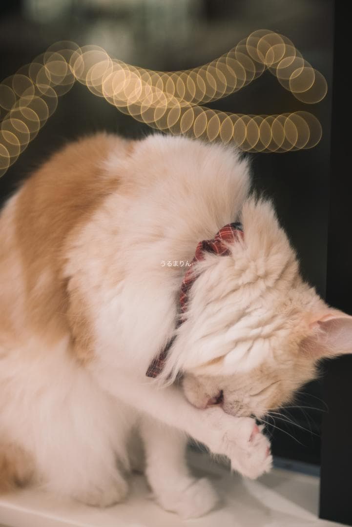 バブルボケの王様！TRIOPLAN 100mm F2.8 exe オールドレンズ