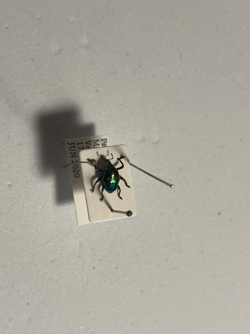 【属内最高峰】ホウセキヒメカタゾウムシ コブハムシ タマムシ 超美麗種 昆虫標本