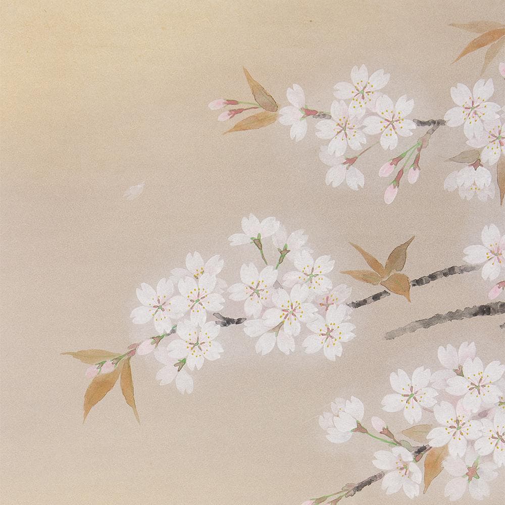 ※Tsutsuzi Sato　掛軸 横幅 水越由喜「桜」共箱