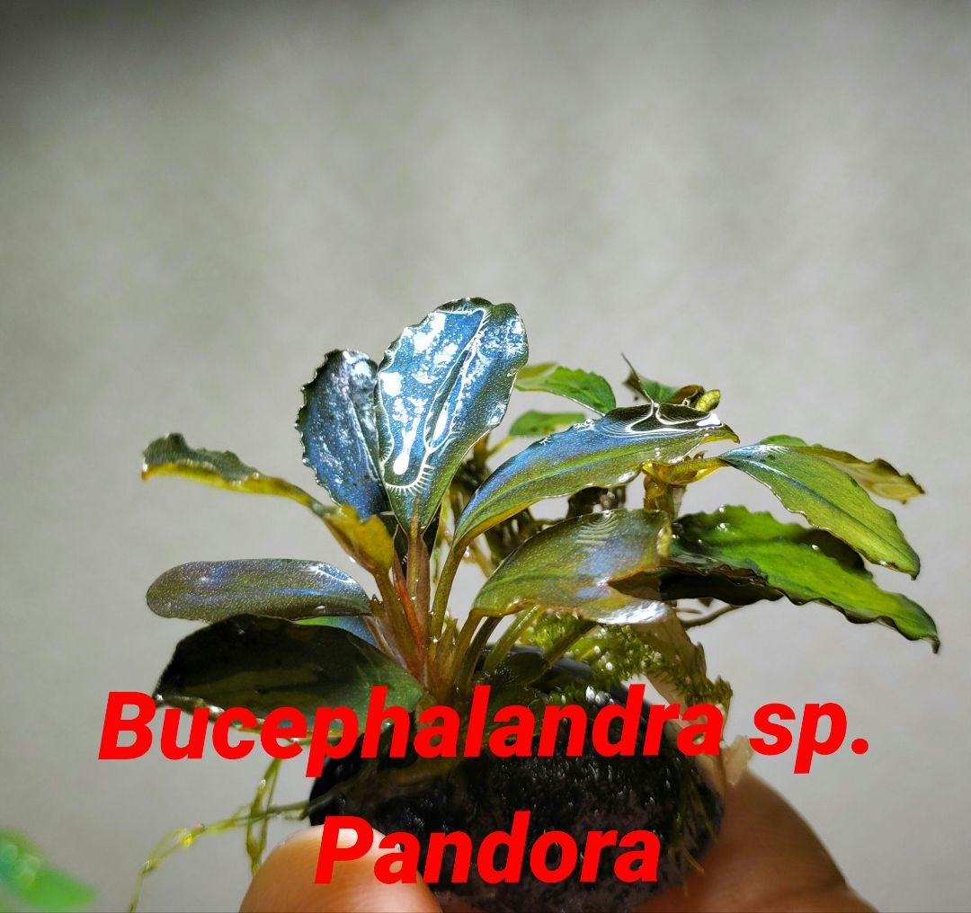 ブセファランドラ・Bucephalandra希少種群生美株セット１セット限定出品