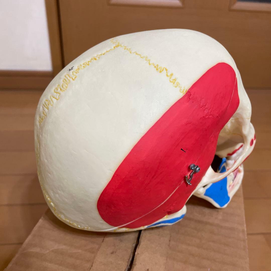 A 22/1 解剖学的頭蓋骨模型 3B