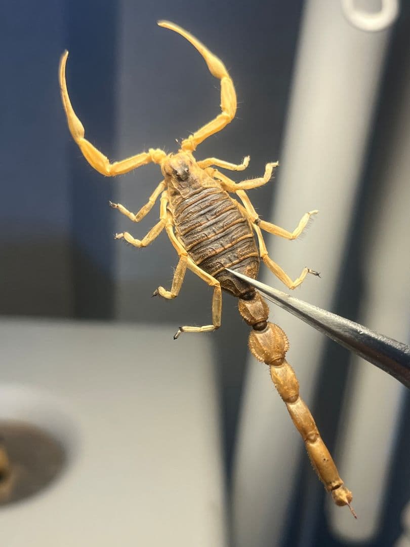 【標本】スーザンシールドテールドスコーピオン キョクトウサソリムカデセンチピード