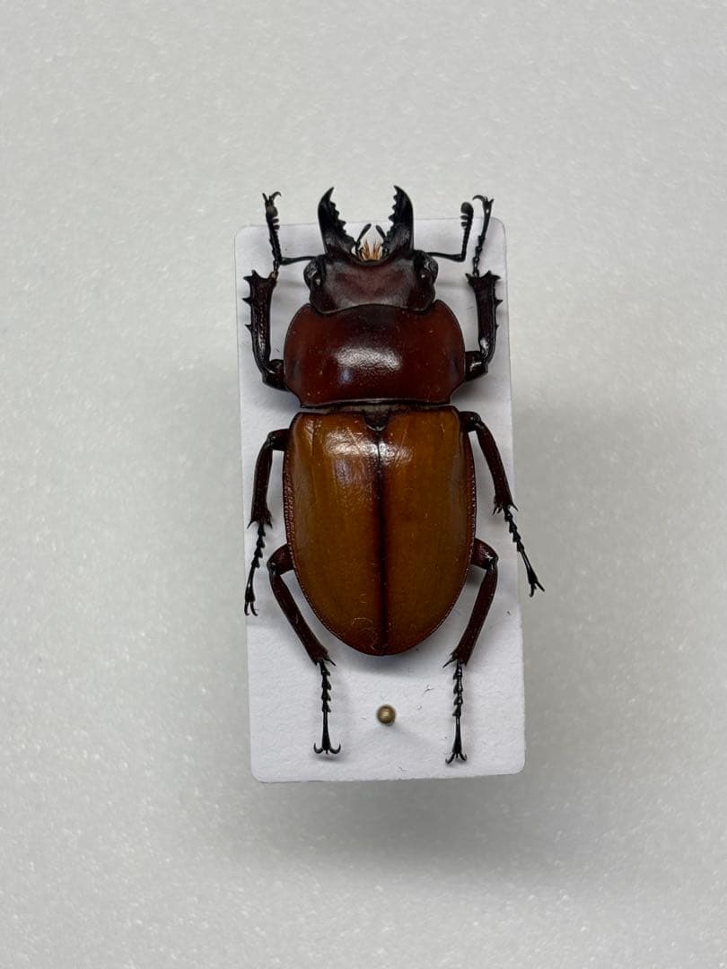 規制前 チャイロマルバネ標本