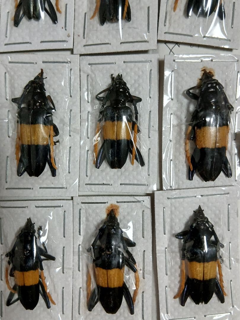 海外産標本｜マレーシア産 カミキリムシ 昆虫標本