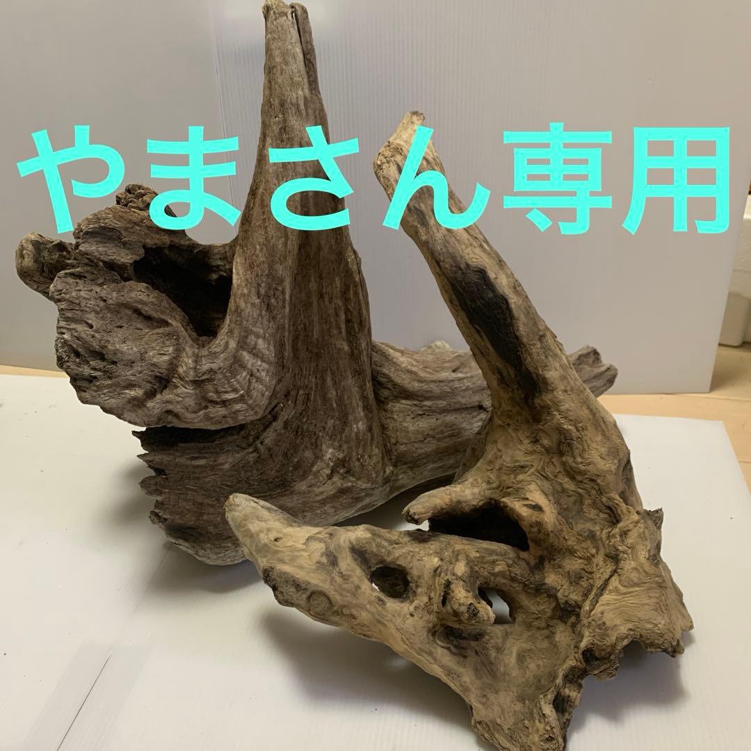アク抜き済み流木　No.161 超レア型