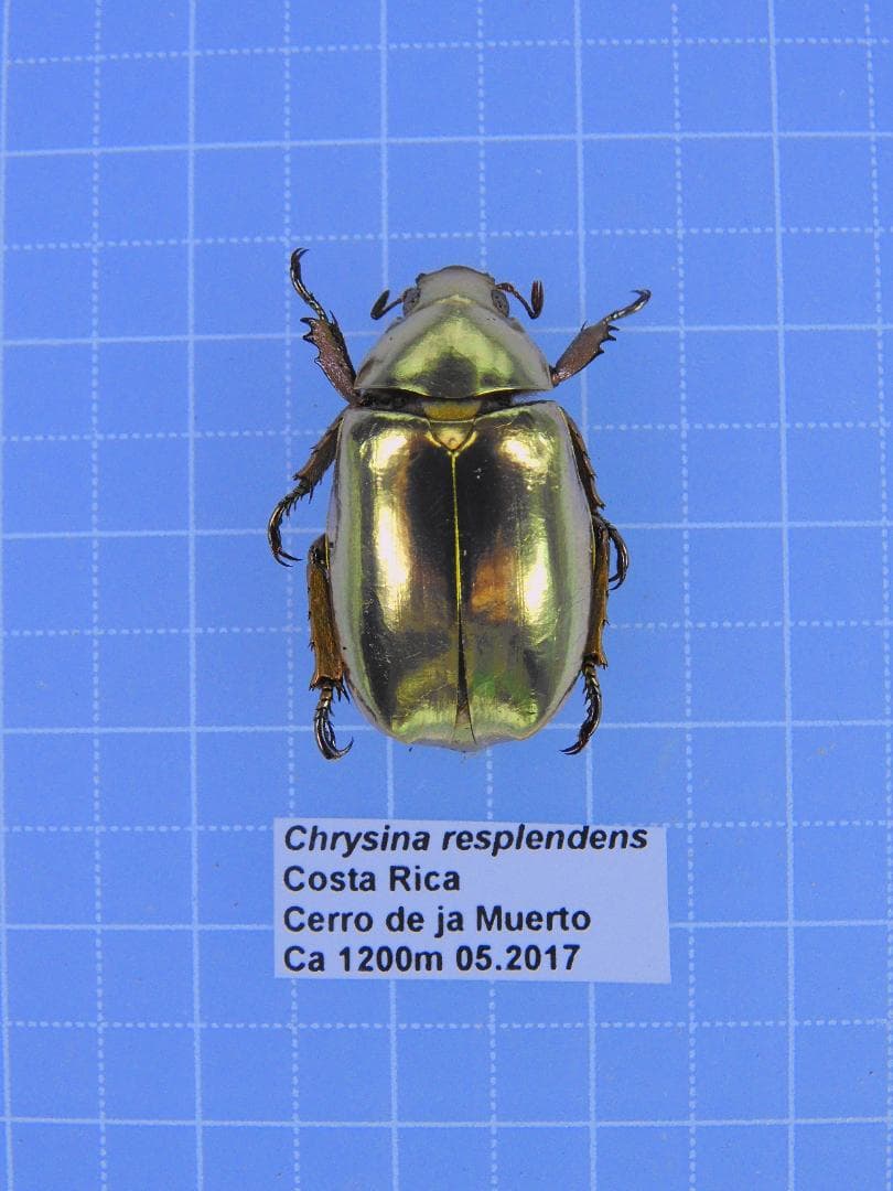 コスタリカ産　レスプレンデンスキンイロコガネ　24mm