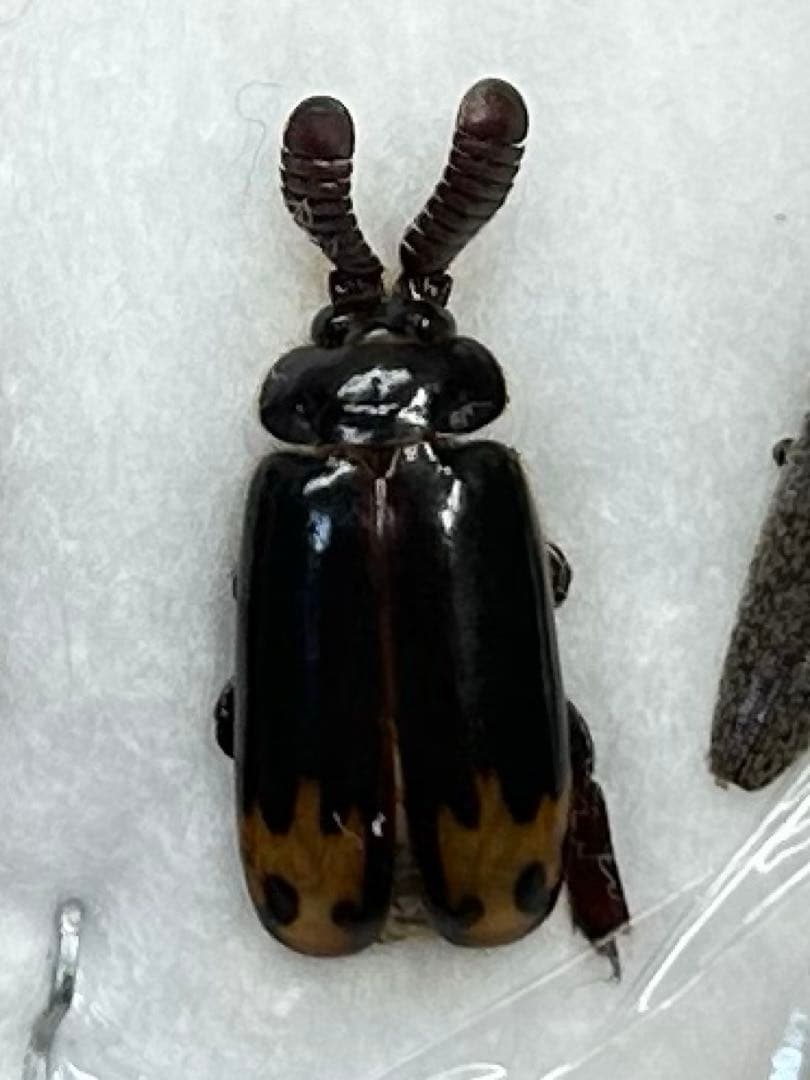 ヒゲブトオサムシCerapterus drescheri? 標本