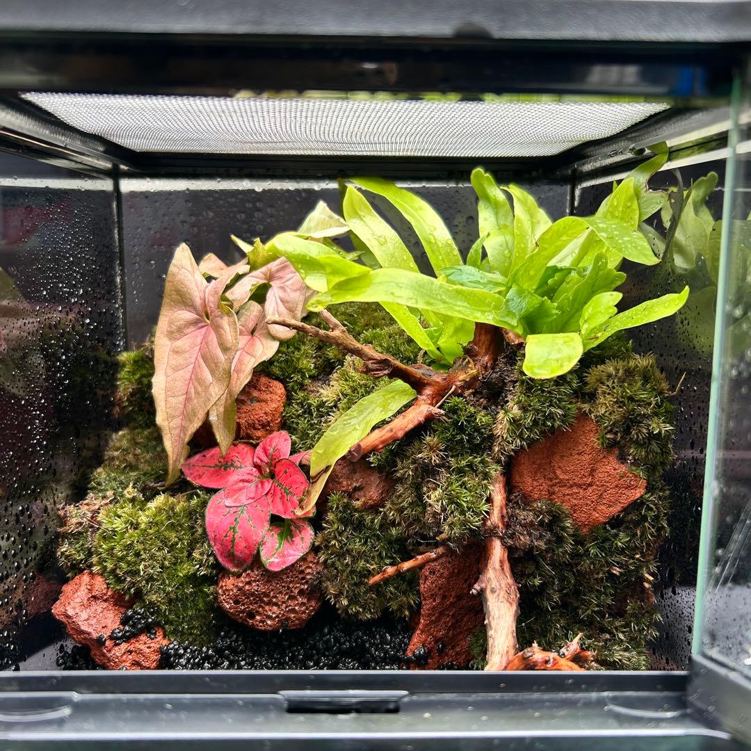 青色カーテン様