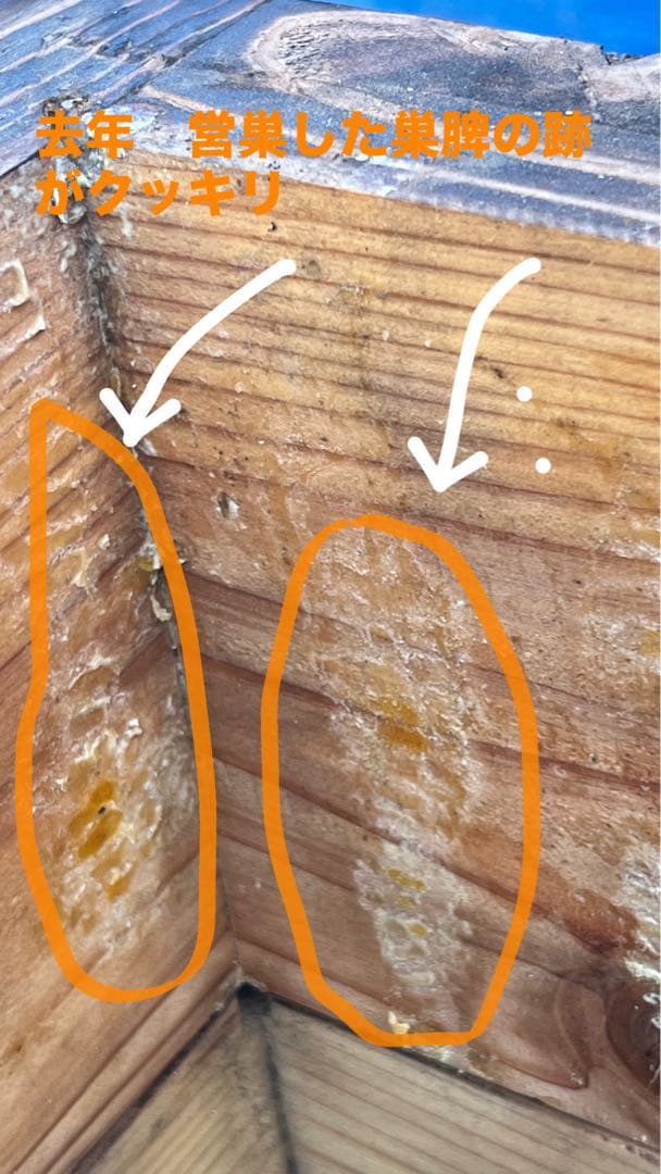 ニホンミツバチ巣箱　待箱　気候変動対応型　板厚4.5cm