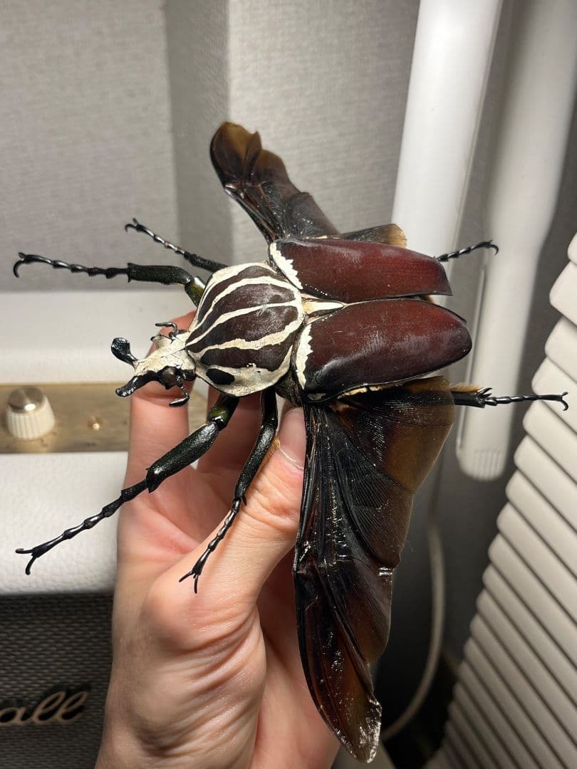 【開翅95mm】ゴライアスオオツノハナムグリWC Goliath 標本