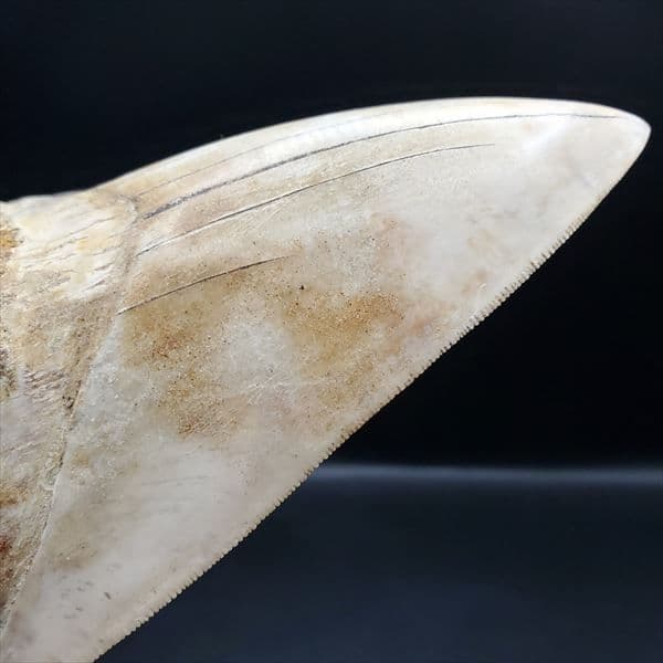 極上 メガロドン 歯 化石 本物 インドネシア 127.72mm mg10