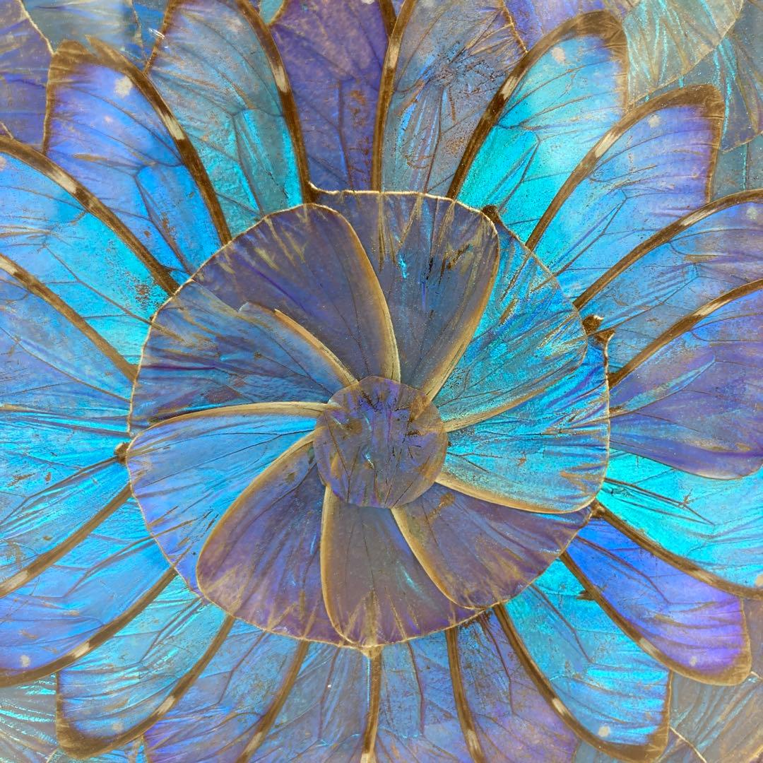 【レア】　モルフォ蝶　標本　美術　芸術　限定　　トレイ　キッチン　19