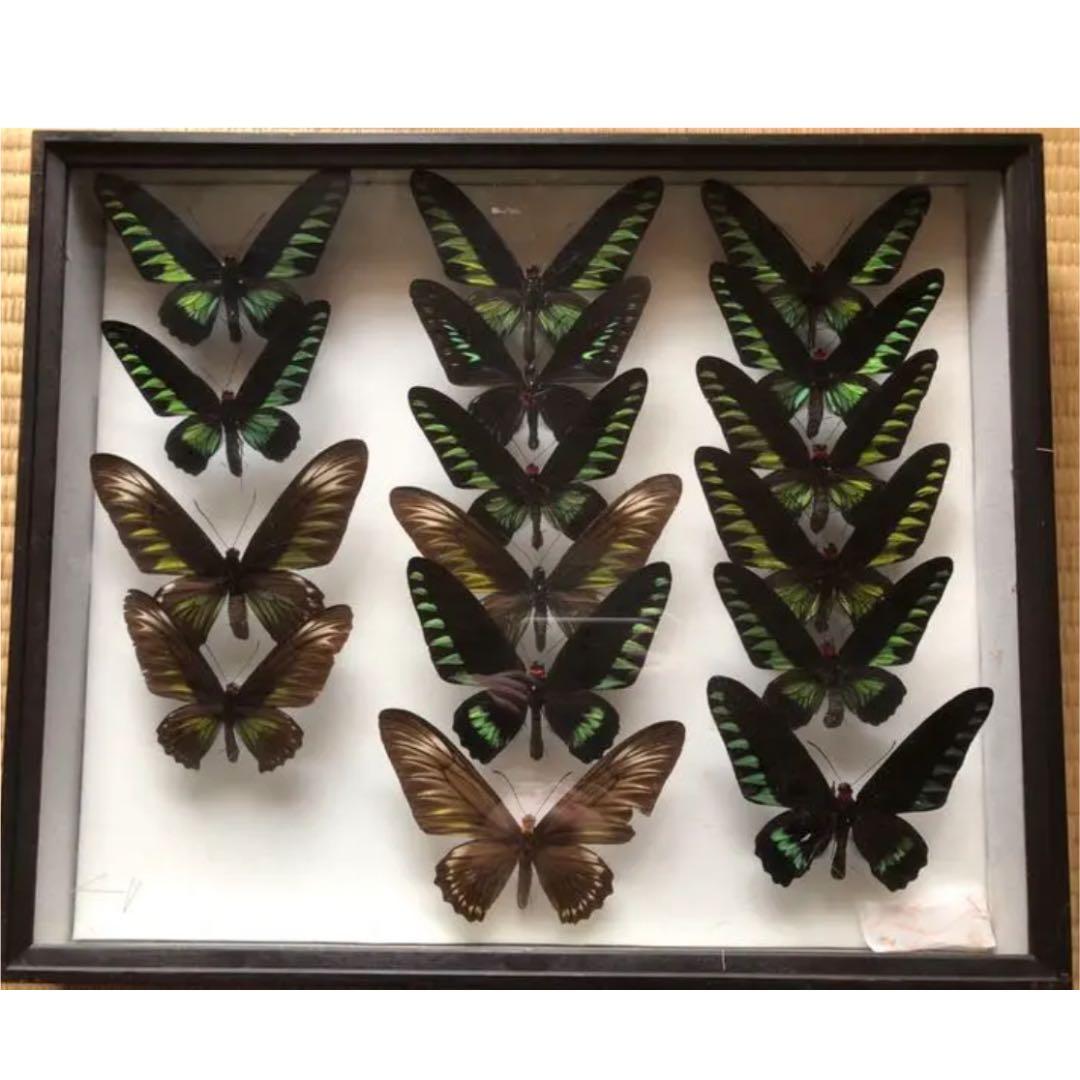 アカエリトリバネアゲハ 値段交渉◎