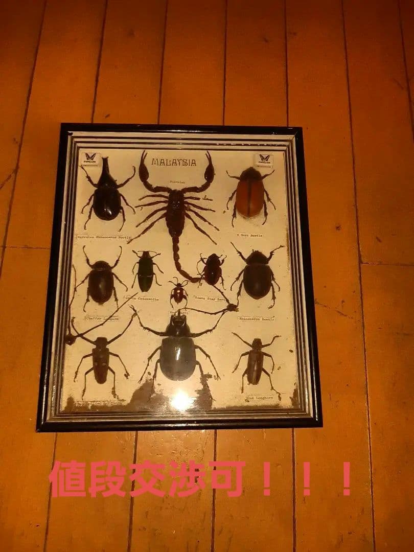 虫標本　ヘラクレスカブトムシ　スコーピオン　etc
